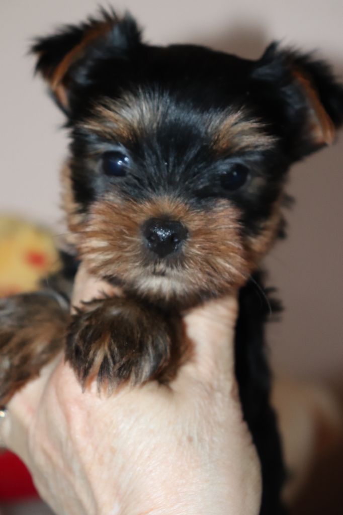 des Bruyères de Line - Chiots disponibles - Yorkshire Terrier