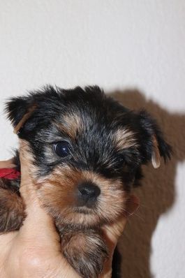 des Bruyères de Line - Chiots disponibles - Yorkshire Terrier