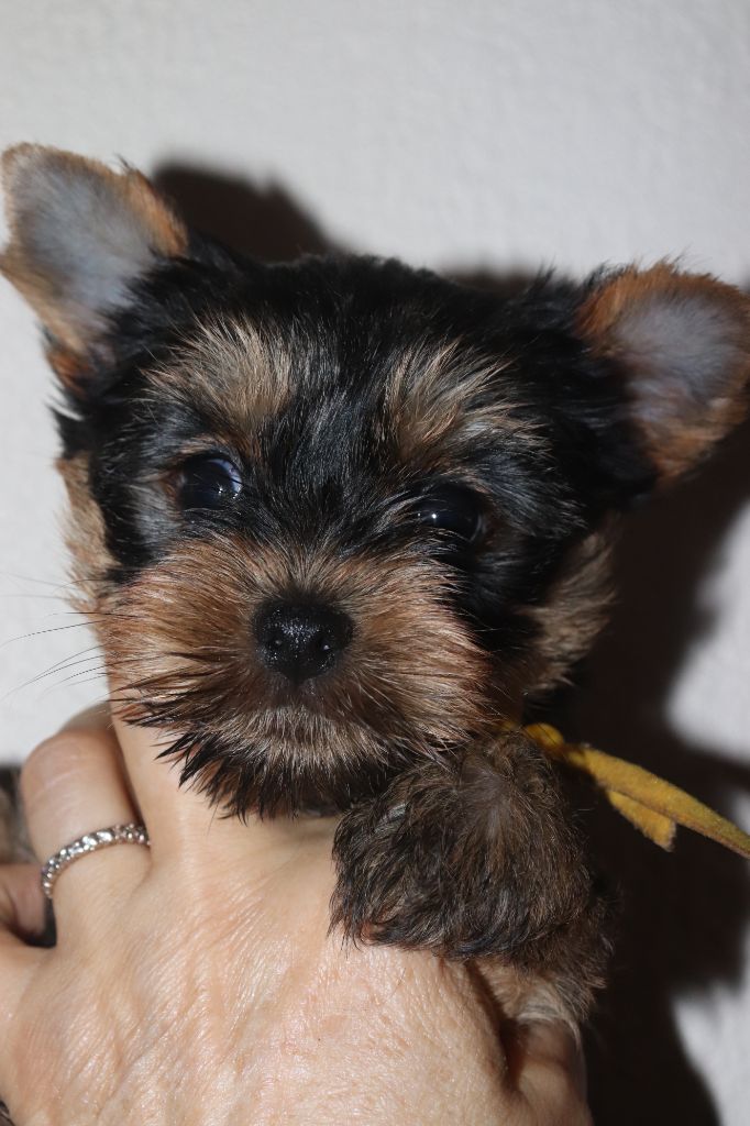 des Bruyères de Line - Chiots disponibles - Yorkshire Terrier